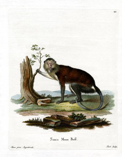 Mona Monkey (barevná rytina) od German School