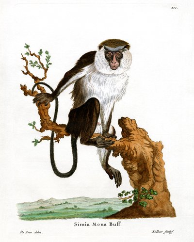 Mona Monkey (barevná rytina) od German School
