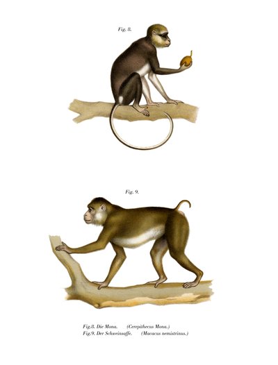 Mona Monkey, 1860 od German School