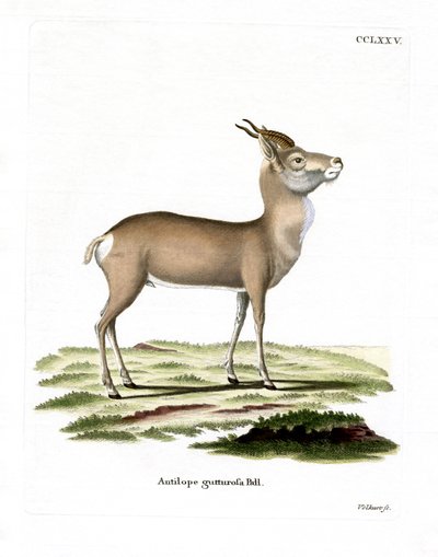 Gazela mongolská (barevná rytina) od German School
