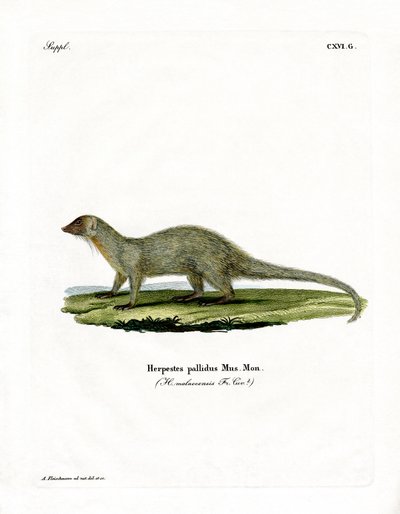 Mongoose (barevné rytí) od German School