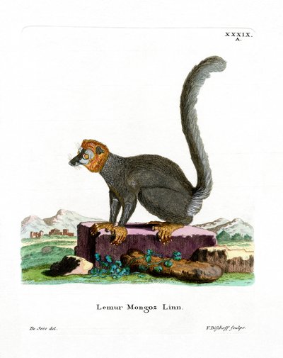 Lemur mongoose (barevná rytina) od German School