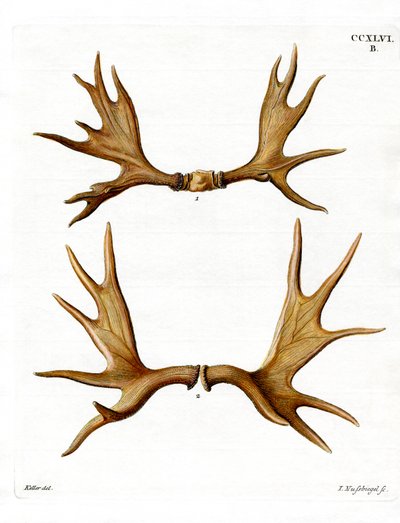 Moose Parohy (barevná rytina) od German School