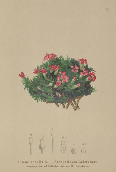 Moss Campion (Silene acaulis) od German School