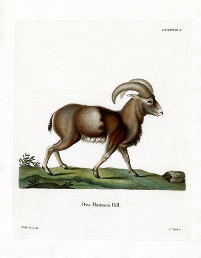Muflon (barevné rytí) od German School