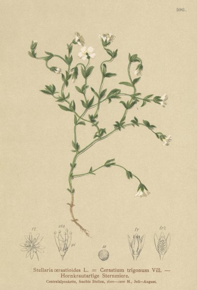 Ptačinec horský (Stellaria cerastioides, Cerastium trigonum) od German School