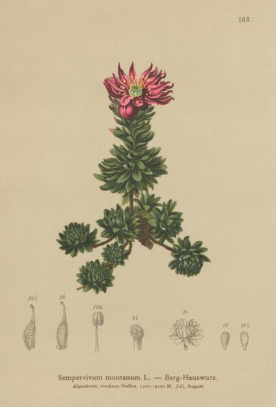 Netřesk horský (Sempervivum montanum) od German School