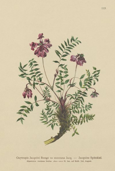 Horský mléč (Oxytropis Jacquini, Oxytropis montana) od German School