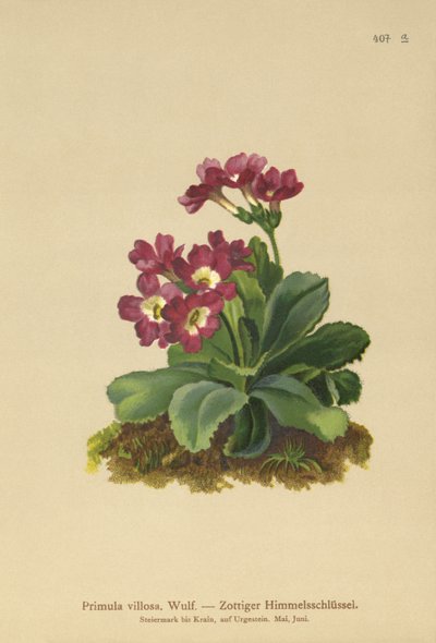 Primula horská (Primula villosa) od German School