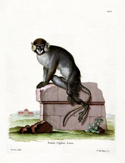Moustached Guenon (barevná rytina) od German School