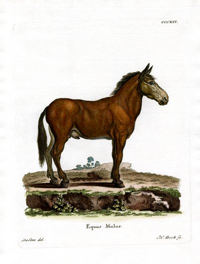 Mule (barevné rytí) od German School