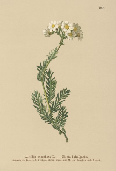 Jelístek pižmový (Achillea moschata, Achillea erba-rotta ssp. moschata) od German School