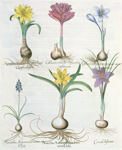 Narcisy, krokusy a hyacint: 1.Narcissus autumnalis; 2.Hyacinthus autumnalis; 3.Crocum biflorum; 4.Colchium album; 5.Colchium versicolor; 6.Narcissus autumnalis, z Hortus Eystettensis od Ba od German School