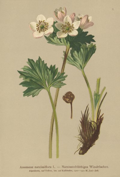 Sasanka kvetoucí narcisem (Anemone narcissiflora) od German School