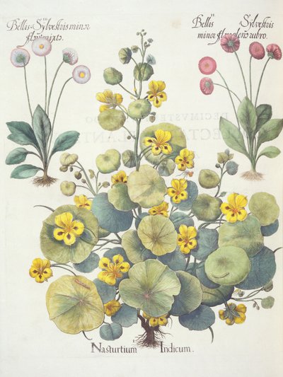 Nasturtium a sedmikrásky: 1.Nasturtium indicum; 2.Bellis Sylvester minor, plná červených květů; 3.Bellis Sylvestri minor flore mixta, z Hortus Eystettensis od Basila Beslera (1561-1629), hospoda. 1613 od German School