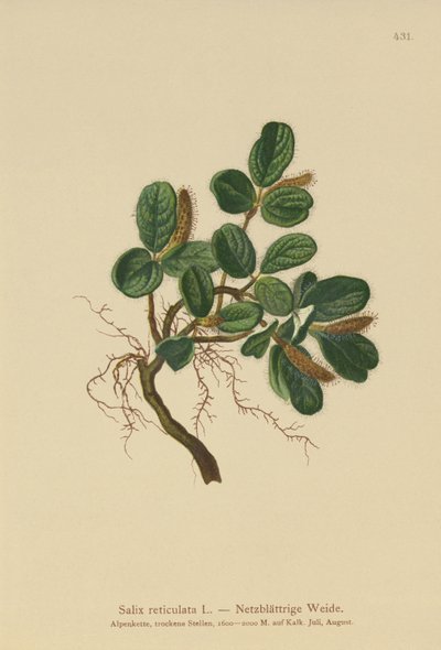 Vrba síťolistá (Salix reticulata) od German School