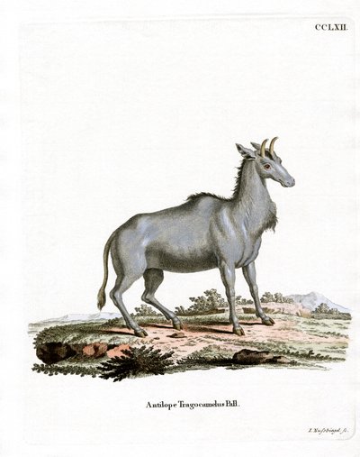 Nilgai (barevná rytina) od German School