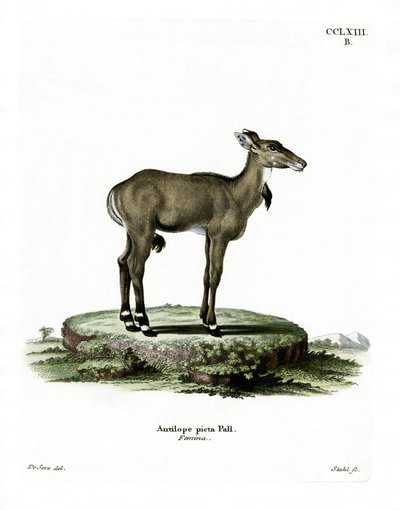 Nilgai (barevná rytina) od German School