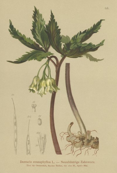 Korálovka devítilistá (Dentaria enneaphyllos) od German School