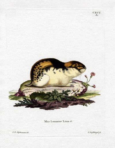 Lemming norský (barevné rytí) od German School