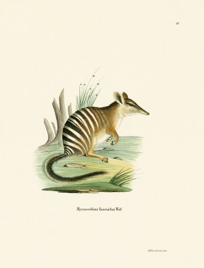 Numbat (barevná rytina) od German School