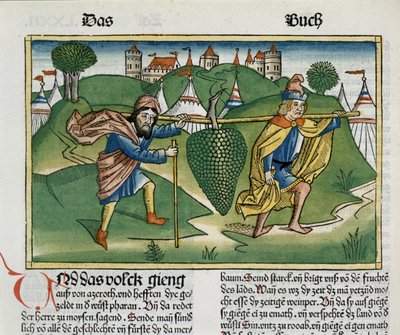 Numeri 13 23 Hrozny Escholu z Norimberské bible (Biblia Sacra Germanaica) (kolorovaný dřevoryt) od German School