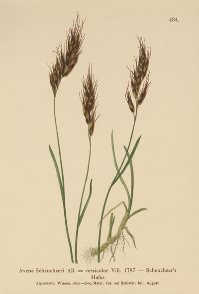 Ovesná tráva (Avena Scheuchzeri, Avena versicolor, Avena alpina) od German School