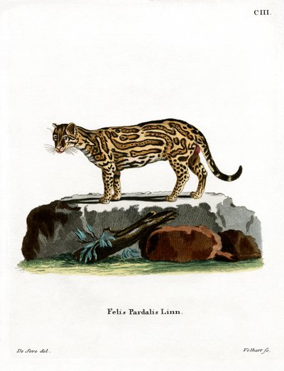 Ocelot (barevné rytí) od German School