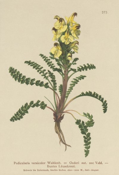 Všivec Oederův (Pedicularis versicolor, Pedicularis Oederi) od German School