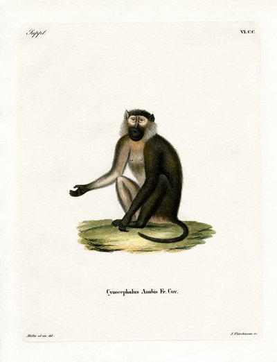 Olive Baboon (barevná rytina) od German School