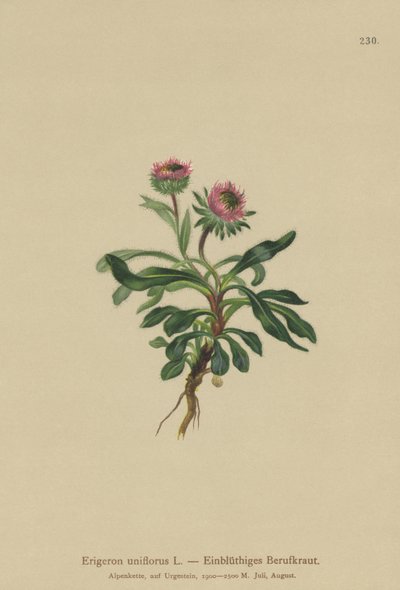 Jednokvítek pcháč (Erigeron uniflorus) od German School