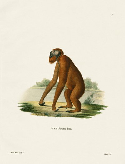 Orang-Outang (barevná rytina) od German School