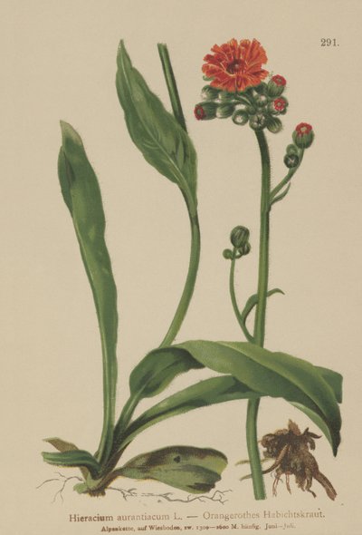 Jestřábník oranžový (Hieracium aurantiacum, Hieracium brunneocroceum, Pilosella aurantiaca) od German School