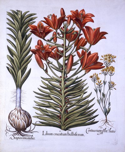 Orange Lily with Bulbils and Bulbs, Late-Blooming Blackstoria, from Hortus Eystettensis, Basil Besler (1561-1629), pub. 1613 (ručně kolorovaná rytina) od German School