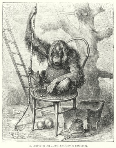Orangutan v Zoo Frankfurt, Německo (litho) od German School