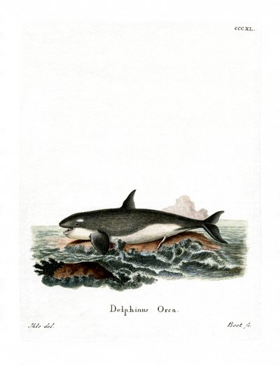 Orca (barevná rytina) od German School