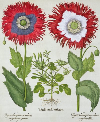 Ornamental Poppies, from the Hortus Eystettensis by Basil Besler (1561-1629), pub. 1613 od German School