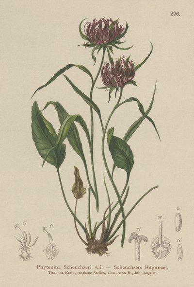 Oxford Rampion (Phyteuma Scheuchzeri) od German School