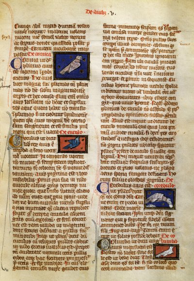 Stránka z The Nature of Things on ptáků, Albertus Magnus (cca 1200-1280) od German School