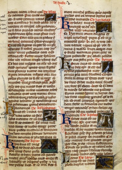 Stránka z The Nature of Things on ptáků, Albertus Magnus (cca 1200-1280) od German School