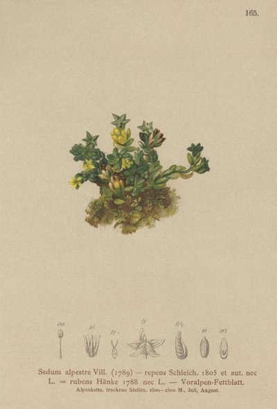Rozchodník světlý (Sedum alpestre, Sedum repens, Sedum rubens) od German School