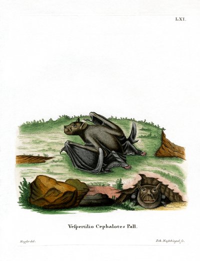 Pallasův netopýr tuponosý (barevná rytina) od German School