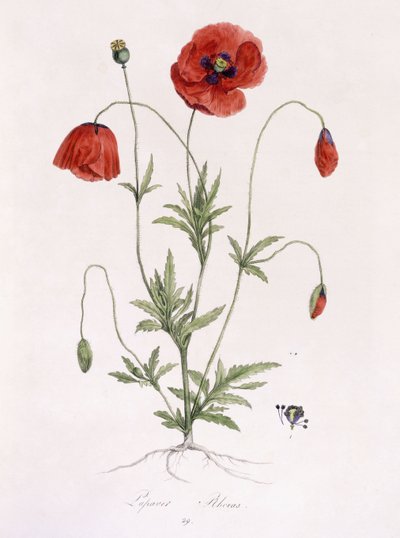 Papaver Rhoeas od German School