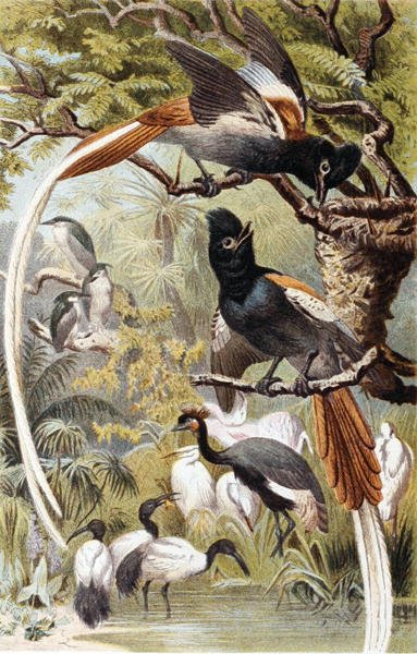 Paradise Flycatchers, deska z "Brehms Tierleben: Allgemeine Kunde des Tierreichs", sv. 4, str. 516, vydal Bibliographisches Institut od German School