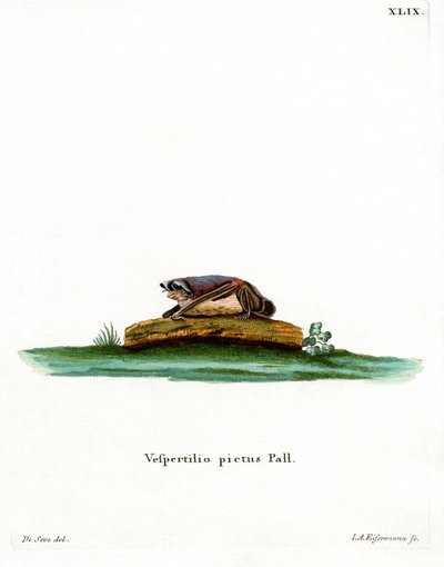 Vícebarevný netopýr (barevné rytí) od German School