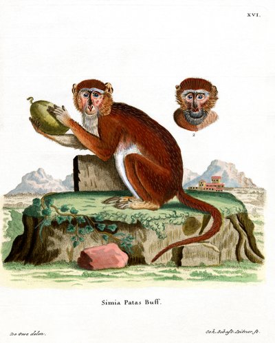 Patas Monkey (barevná rytina) od German School