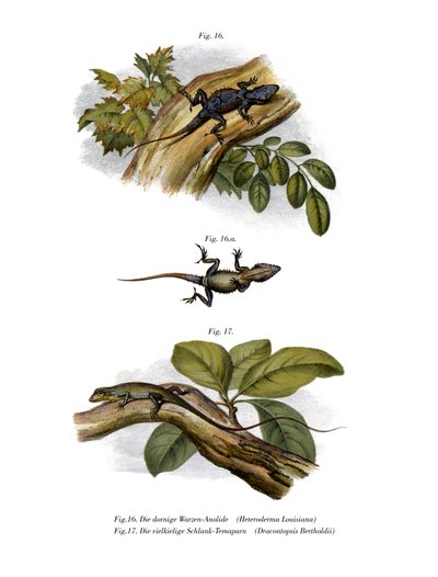 Broskvový anole (barva litho) od German School