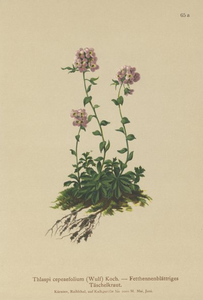 řeřicha (Thlaspi cepeaefolium) od German School