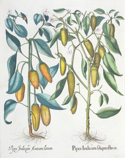 Papriky: 1.Piper indická žlutá 2.Piper Indicum aureum latum, z Hortus Eystettensis od Basila Beslera (1561-1629), pub. 1613 od German School