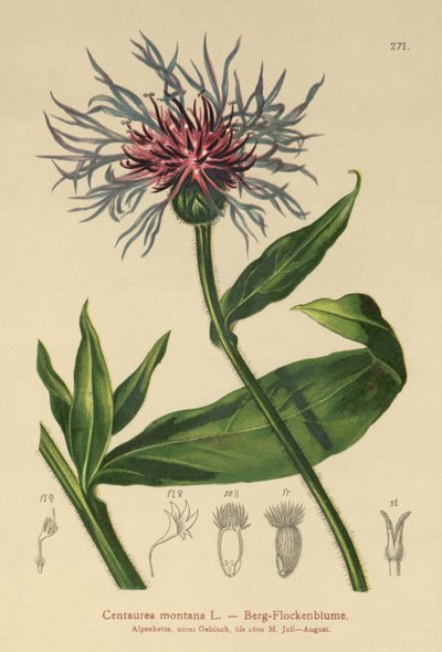Chrpa vytrvalá (Centaurea montana) od German School